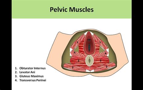 Space Of Retzius Ultrasound