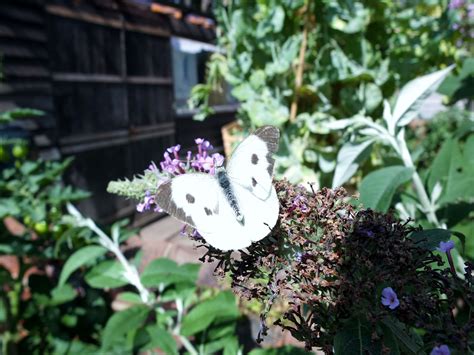 Small white butterfly | White butterfly, Garden projects, Love garden