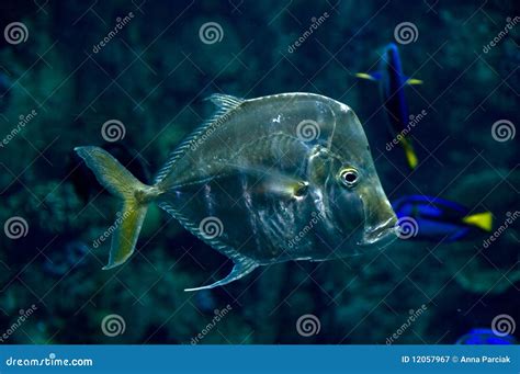 Lookdown fish stock image. Image of species, schools - 12057967