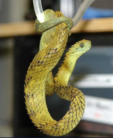 Atheris Hispida Venom