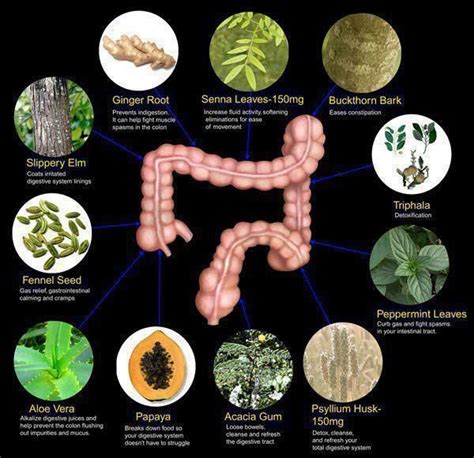 11 plants that help the smooth functioning of gastrointestinal tracts ...