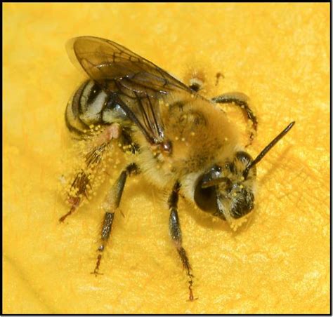 Found in Oregon: A Native Squash Bee « OSU Extension Service Metro-area ...