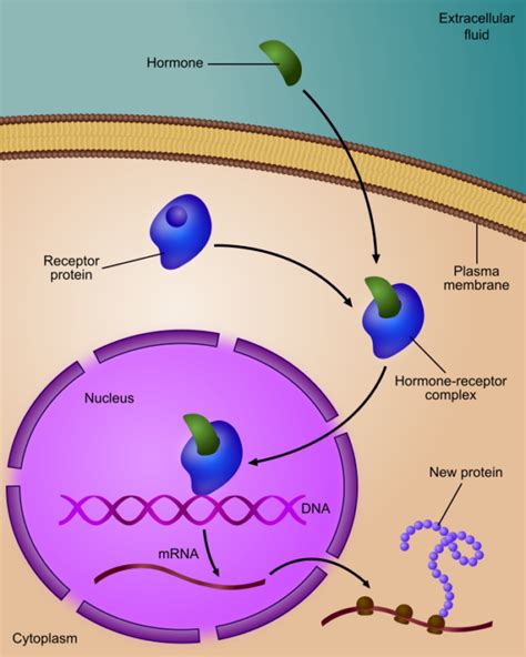 Steroid Hormone Receptors | Lecturio Online Medical Library