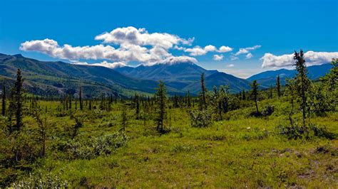 The Boreal Forests Have a Warning for Us • The Revelator