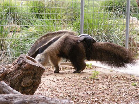 The Santa Ana Zoo at Prentice Park: STORK VISITS SANTA ANA ZOO!