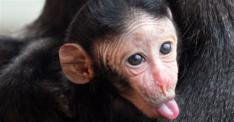 Adorable baby monkey forgets his manners when he greets the waiting ...