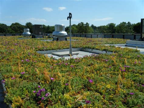 Cold Spring Elementary SchoolPotomac, MD | Riverbend Greenroofs