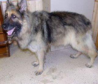 International Shiloh Shepherd Dog Club, Inc. | Rescue