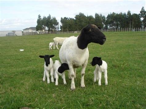 Dorper Sheep farming | Learn Natural ... | Sheep breeds, Sheep and lamb ...