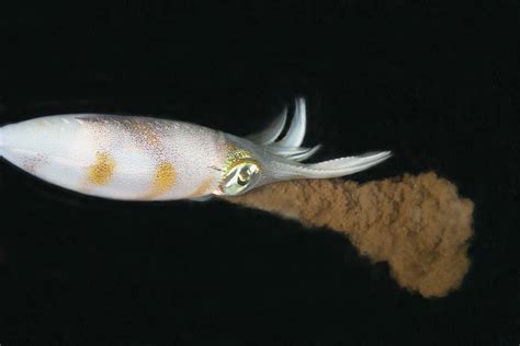 Squid filmed using their ink clouds as smokescreen to catch prey | New Scientist