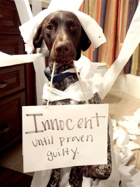 The 10 Best Guilty Dog Photos, Ever | Animal shaming, Dog shaming ...