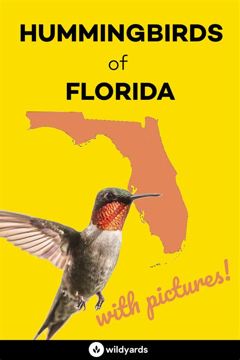 All 9 Amazing Hummingbirds in Florida [With Pictures]