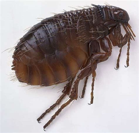 Fleas In Human Hair Symptoms - change comin