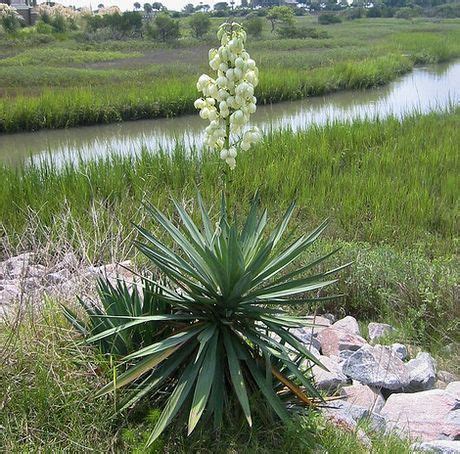 Yucca Plant Growing & Care Guide for Gardeners