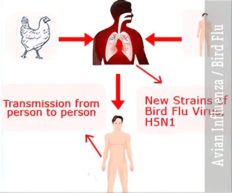 Bird Flu Treatment