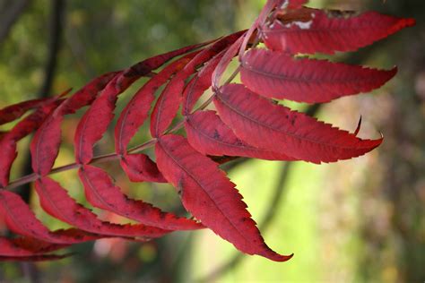 Medicinal Plants-Staghorn Sumac