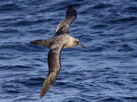 Albatros Oscuro - eBird