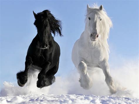 nature, Horse, Snow, Black Wallpapers HD / Desktop and Mobile Backgrounds