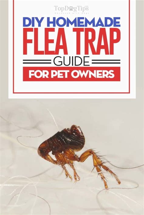 Homemade Flea Trap (DIY Guide): Cheap and Easy Way to Catch Fleas