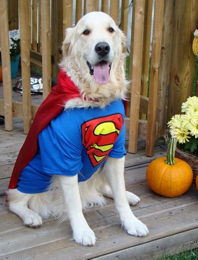 22 Best Golden Retriever Halloween Costumes!