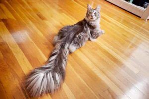 15 Things You Probably Didn’t Know About Cat Tail Anatomy - Kitty Devotees