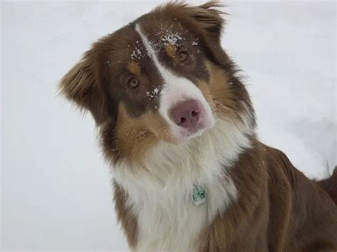 Red Tri Australian Shepherds: Everything you Need to Know - Juniper Pets