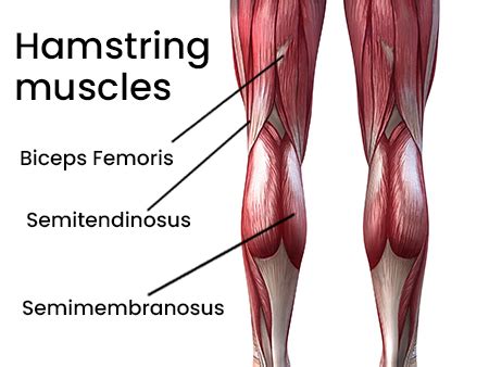 Hamstring Muscles Anatomy