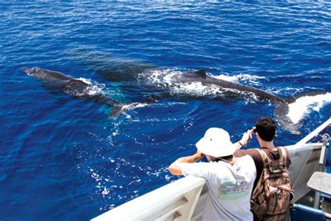 Whale Watch On Maui Tours| Discount Specials Whale Watching