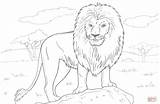 African Lion coloring page  Free Printable Coloring Pages sketch template