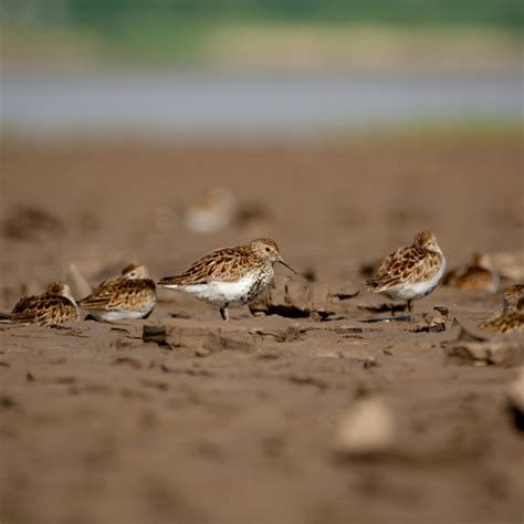 Wildlife at Steart Marshes | WWT