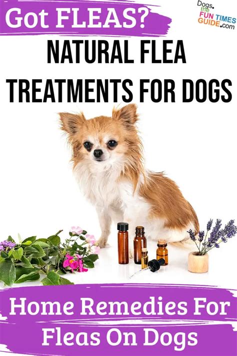 Natural Flea Treatments For Dogs - Home Remedies For Fleas | The First ...