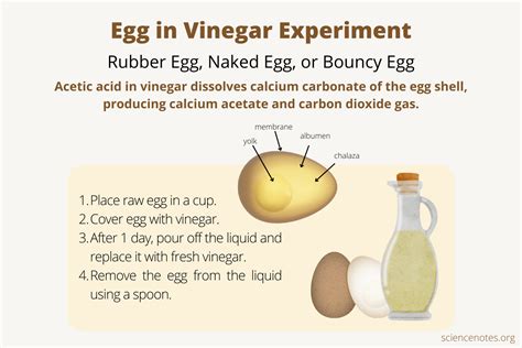 Egg in Vinegar Experiment - Make a Rubber Egg