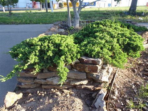 Juniperus procumbens 'Nana' (Dwarf Japanese Garden Juniper) | North ...