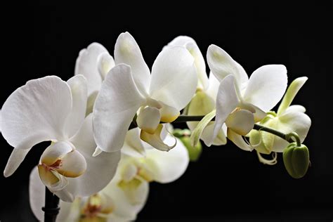 Free picture: white orchid, petal, exotic, nature, white flower, beautiful, plant, blossom