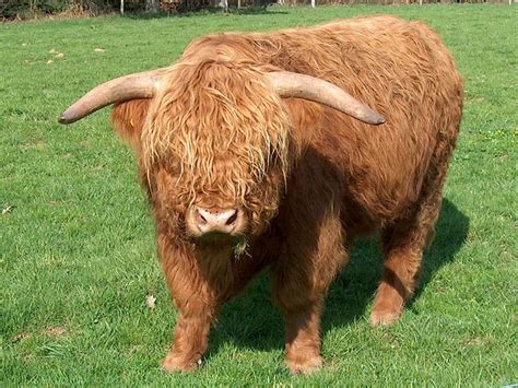 Picture 1 of 8 - Highland Cattle (Bos Taurus) Pictures & Images ...