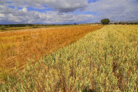 Beautiful Photo Of Autumn Wheat Field Background, Wheat Field, Fall ...