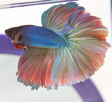 Buy Halfmoon Betta - Male - Live Aquarium Tropical Fish Online at desertcartGrenada