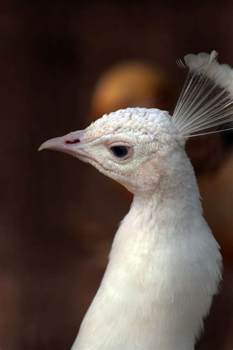 Albino Peacock by Patrick Irelan | 500px | Albino peacock, Albino, Pet birds