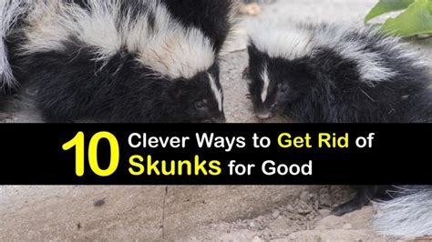 10 Clever Ways to Get Rid of Skunks for Good