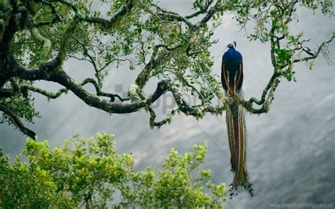 Birds Indian Peacock Trees Wallpaper Background Best Stock Photos - Image ID 148132 | TOPpng