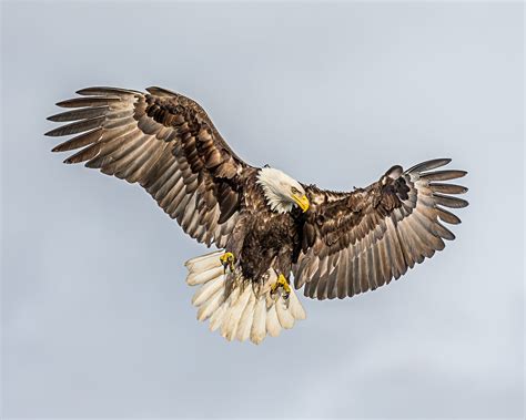 Bald Eagle Flying Wallpaper