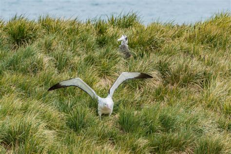 70+ Albatross Wingspan Stock Photos, Pictures & Royalty-Free Images - iStock