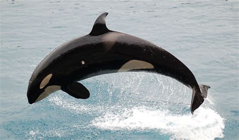 File:JumpingOrca.jpg - Wikimedia Commons