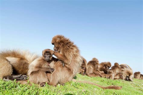 Gelada, Gelada Baboon (theropithecus Photograph by Martin Zwick