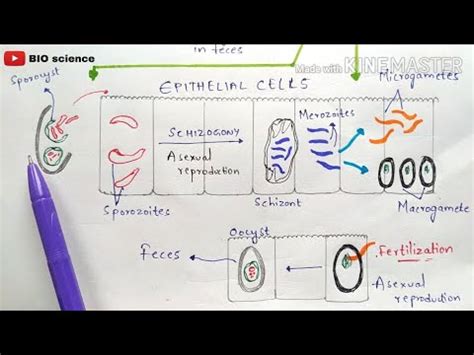 Isospora Belli Life Cycle