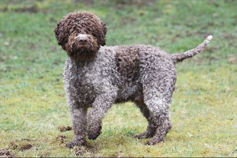 Lagotto Romagnolo - Pictures, Rescue, Puppies, Breeders, Temperament | Animals Breeds