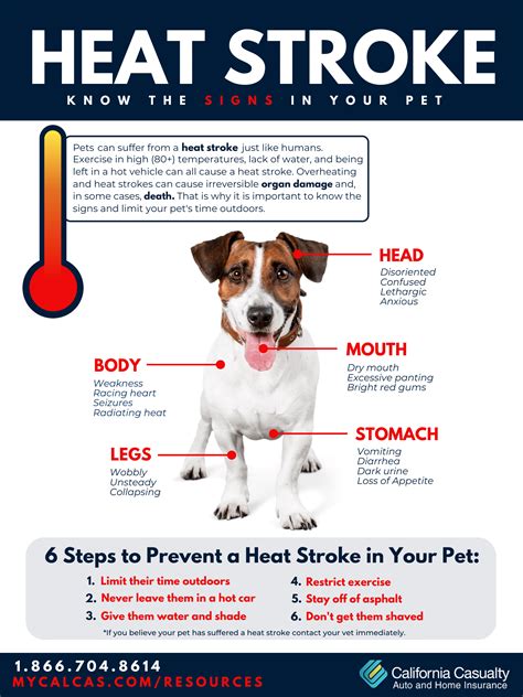 Heat Stroke: Know the Signs in Your Pet | California Casualty