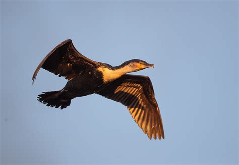 White-breasted Cormorant – Phalacrocorax lucidus | Buckham Birding