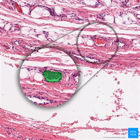 Blood vessels: Histology and clinical aspects | Kenhub