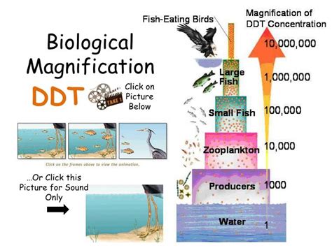 PPT - Bioaccumulation PowerPoint Presentation - ID:5680221